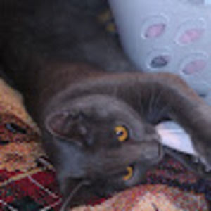 Meet your Posher, Wild1976